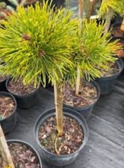 Ялина Енгельмана Сінейга штамб