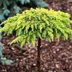 Ялівець Лемон Карпет штамб