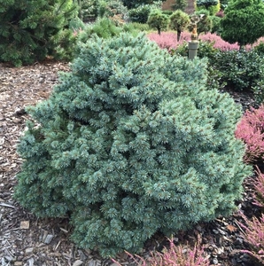 Ялина Енгельмана Джаспер Лайк