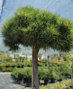 Сосна чорна Марія Брегон