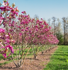 Магнолія Сюзан