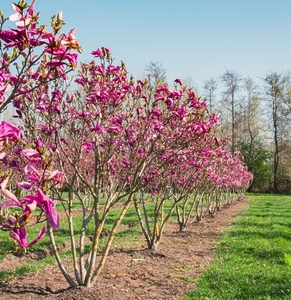 Магнолія Сюзан