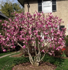 Магнолія Ріккі