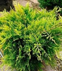 Ялівець Олд Голд штамб