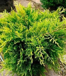 Ялівець Олд Голд штамб