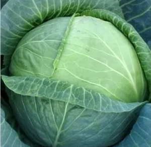 Розсада капусти Атрія (касетна)