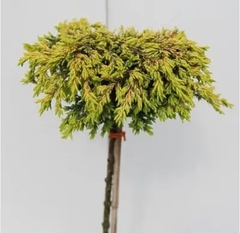 Ялівець Олдголд