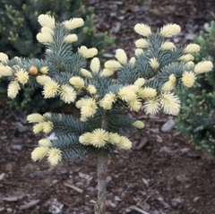 Ялина Глаука Голден Мейк штамб