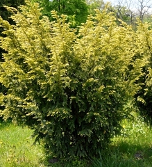 Тис золотистий