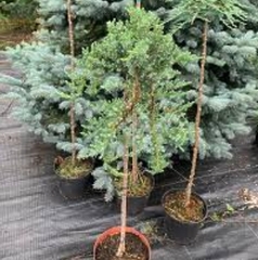 Ялівець Сибірський штамб