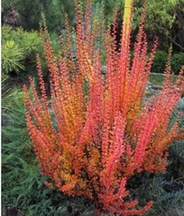 Барбарис Еректа