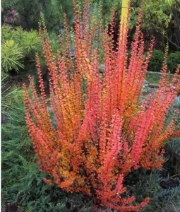 Барбарис Еректа