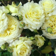 Саджанці троянди Ельф