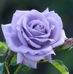 Саджанці рози Блакитний Ніл