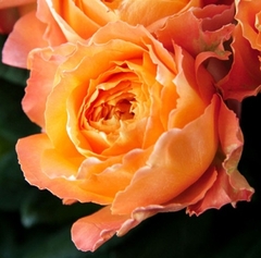 Саджанці рози Каралуна