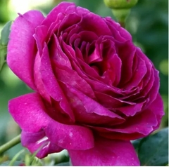 Саджанці рози Юліандра