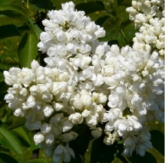 Саджанець Бузок Аліса Хардінг