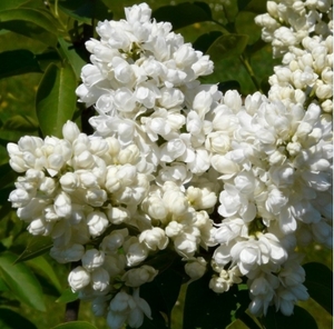 Бузок Аліса Хардінг