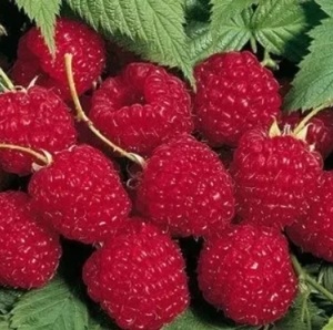 Саджанці малини «Хімбо Топ»