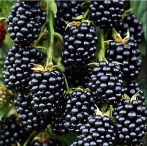 Саджанці ожини Лохтей