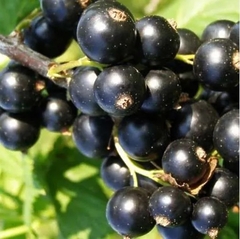 Саджанці смородини Краса Львова