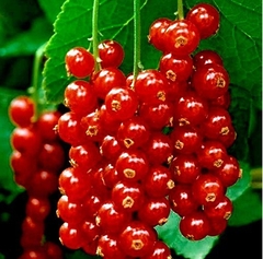 Саджанці смородини Ярославна