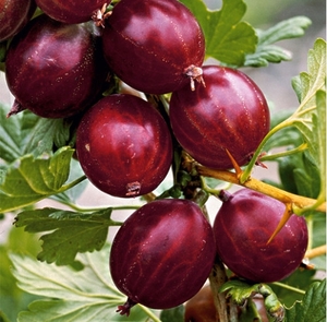 Агрус Шенон