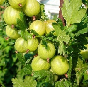 Агрус Роднік