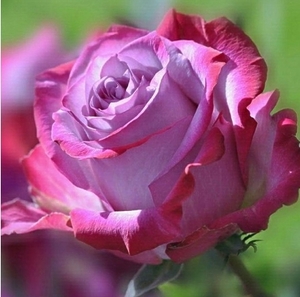 Саджанці рози Діп Вотер