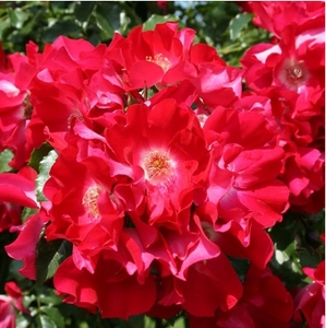 Саджанці рози дортмунд