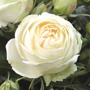 Саджанці рози Веддінг Піано