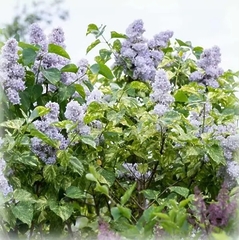 Саджанець Бузок Аукобафолія