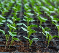 Капуста Аліна розсада (касетна)