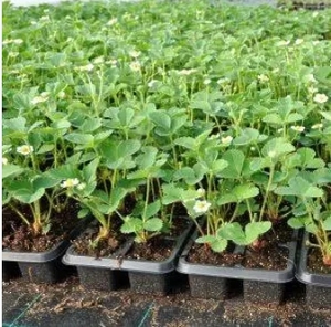 Полуниця касетна Роксана