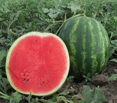 Розсада кавуна Талісман (касетна)