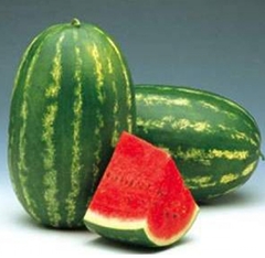 Розсада кавуна Фарао (касетна)