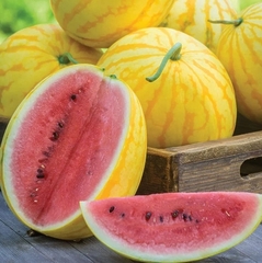 Розсада кавуна Ред ін Голд (касетна)