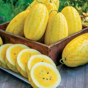 Розсада кавуна Жако (касетна)