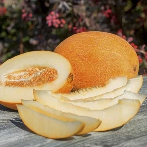 Розсада дині Анамакс (касетна)