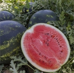 Розсада кавуна Лузітана (касетна)