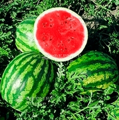 Розсада кавуна Ау-Продюсер (касетна)