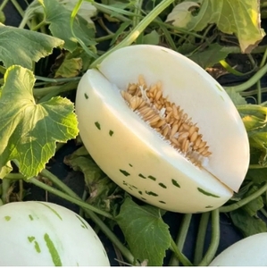 Розсада дині Діно Тайп (касетна)