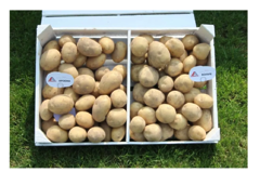 Картопля насіннєва Арізона (1 репродукція) 2,5 кг Сертифікована рання, фракція 35-50мм