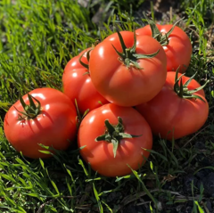 *ТОМАТ  Пінк Хіт F1 , Yuksel Seeds  Індетермінантний  Високорослий