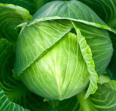 *Капуста білоголова Дитмарська 50г вагова