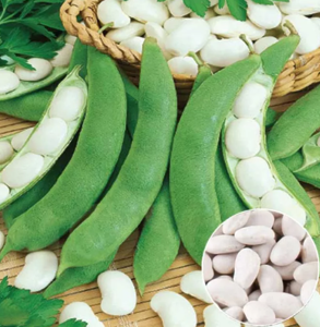 *Квасоля кущова Файний Ясь 100г