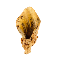 Ласощі для собак вухо яловиче кальциноване 1шт