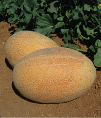 *Марадона F1/Maradona F1