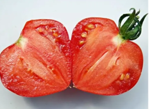 *ТОМАТ МАССОН F1 |MASSON F1, CLAUSE Індетермінантний (Високорослий) 