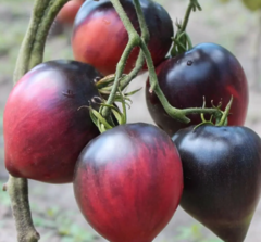 *Томат "Сержант Пеппер" Рожевий